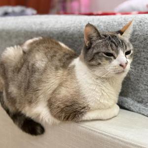 Image of Molly, Lost Cat