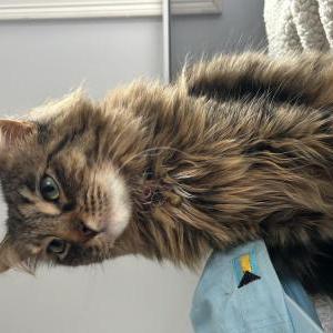 Image of Little, Lost Cat