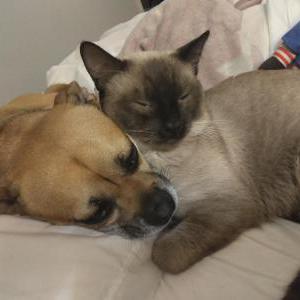 Image of Kiddy boy, Lost Cat