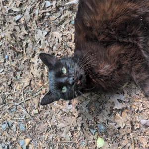 Lost Cat Boomer
