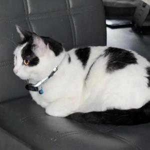Image of Momo, Lost Cat