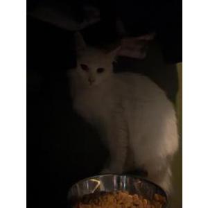 Image of snow, Lost Cat