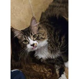 Image of Papyrus, Lost Cat