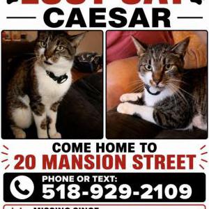 Image of Caesar, Lost Cat
