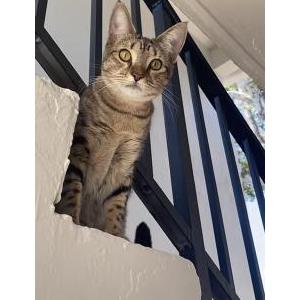 Image of Nala ( Simba ), Lost Cat