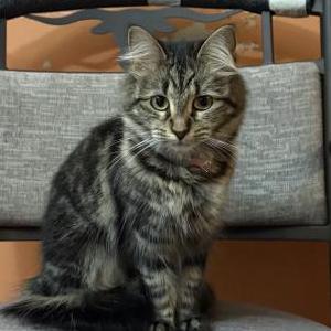 Image of Chispa, Lost Cat