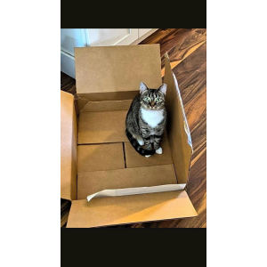 Image of Sox, Lost Cat