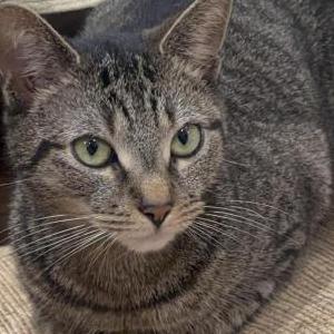 Image of Jesse, Lost Cat