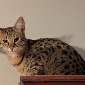 Image of Thor, Lost Cat