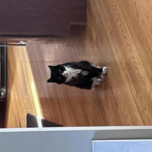 Lost Cat Jojo