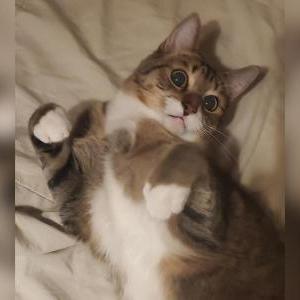 Image of Nugget, Lost Cat