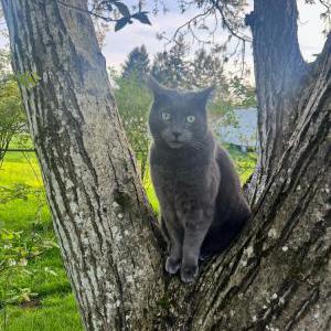 Lost Cat Spike