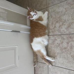 Image of Milo, Lost Cat