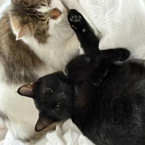 Lost Cat Enzo