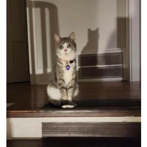 Image of Pepper, Lost Cat