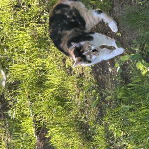Image of Lucy, Lost Cat