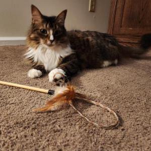 Image of Nancy, Lost Cat