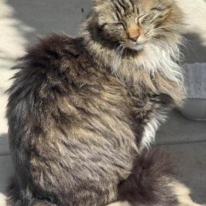 Image of Braxton/ Thomas, Lost Cat