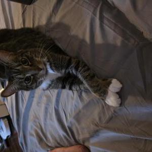 Image of Chacha, Lost Cat