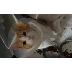 Image of Chucho, Lost Cat