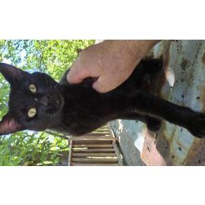 Image of Kitty!, Found Cat