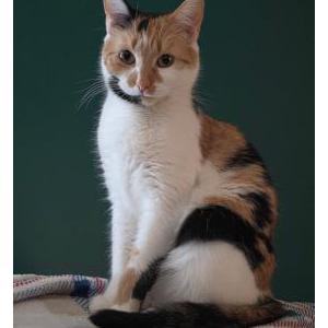 Image of Meelo, Lost Cat