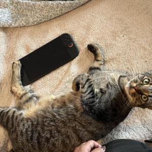 Image of Mikey, Lost Cat