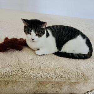 Lost Cat Luna