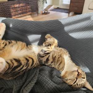 Image of Dorra, Lost Cat