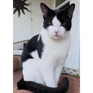 Image of Mooni, Lost Cat