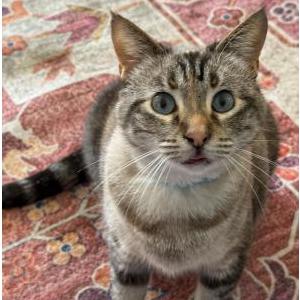 Image of Haze, Lost Cat