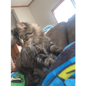 Image of Stanley, Lost Cat