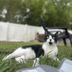 Image of Roni, Lost Cat