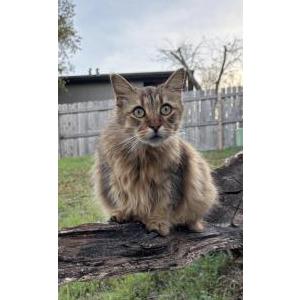 Image of Bobbin, Lost Cat