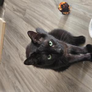 Image of King, Lost Cat