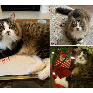 Lost Cat Bobby