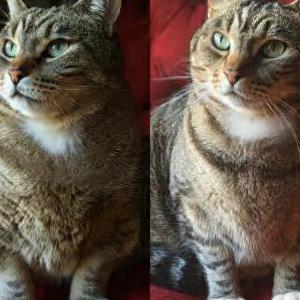 Image of Mittens, Lost Cat