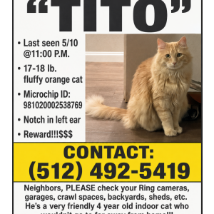 Image of Tito, Lost Cat