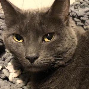 Image of Athena, Lost Cat