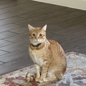 Image of Maui, Lost Cat