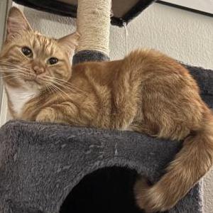 Image of Mango, Lost Cat