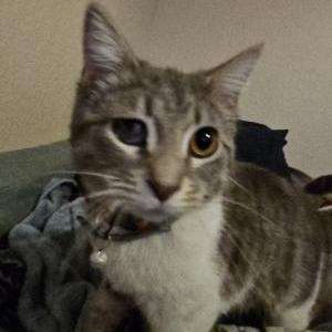 Image of Elvira, Lost Cat