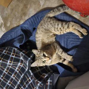 Image of Unknown, Found Cat