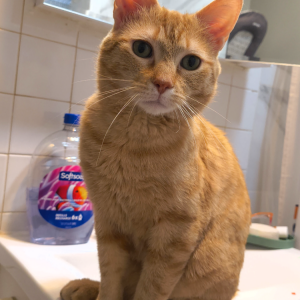 Lost Cat Pumpkin Muffin Linx