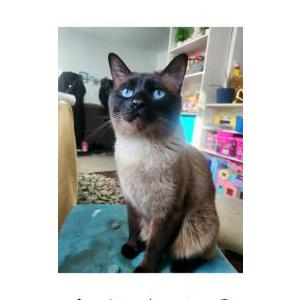 Image of Grayson, Lost Cat