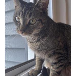Image of jesse, Lost Cat