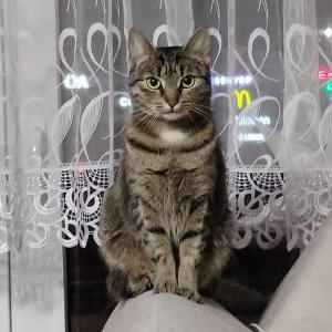 Image of Kenma, Lost Cat