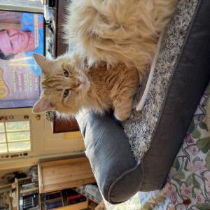 Image of Oscar, Lost Cat