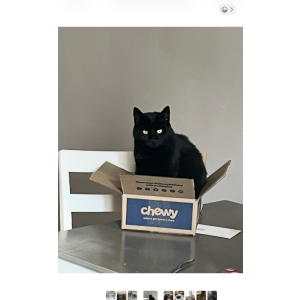 Image of Pretty boy, Lost Cat