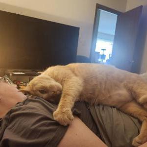 Lost Cats In LIMA, OH - Lost My Kitty